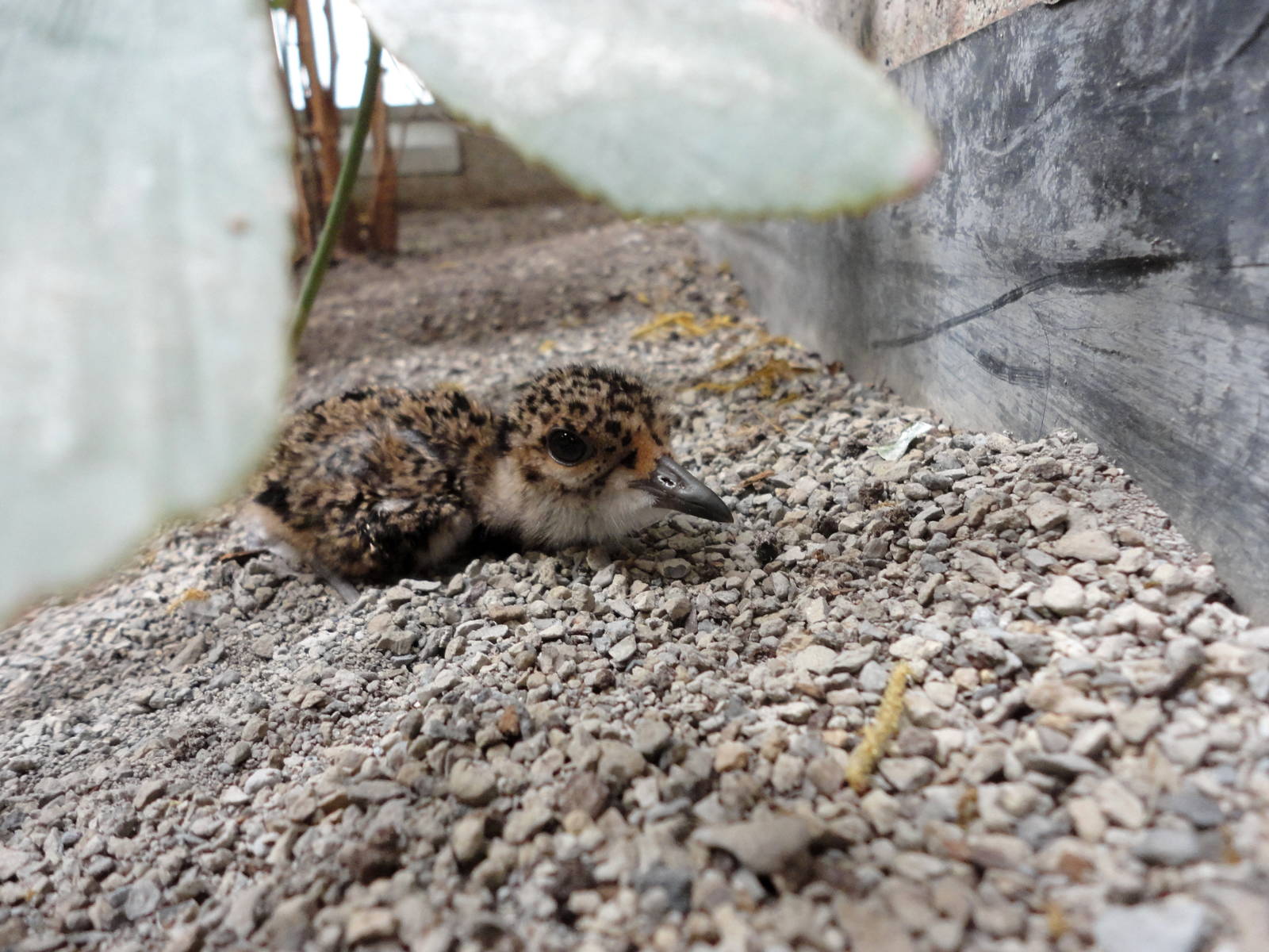 Southern Lapwing Chick