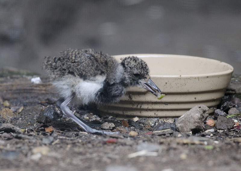 Southern lapwing chick