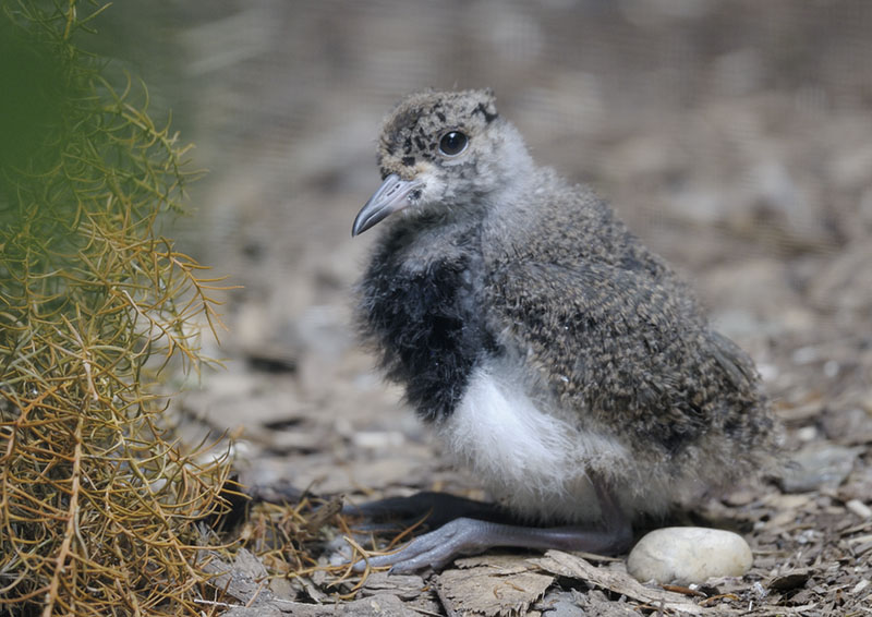 Southern lapwing chick