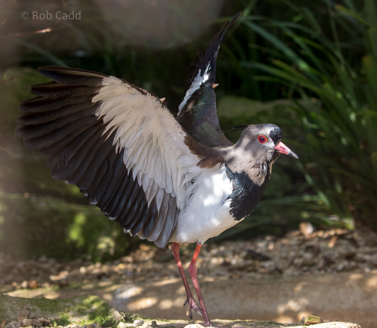Southern lapwing : Cotswold WP : 20 Oct 2015