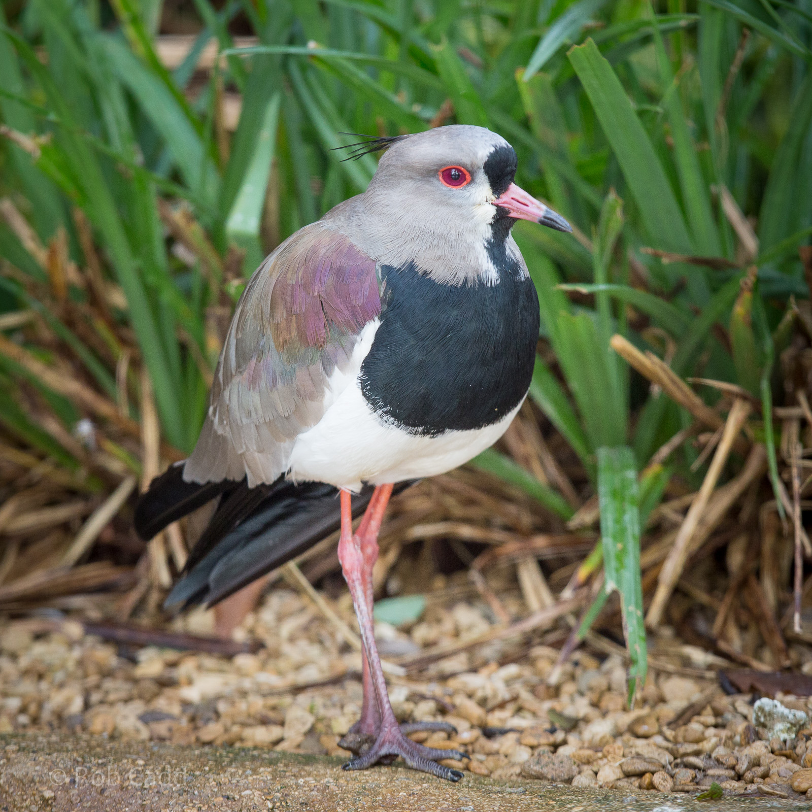 Southern lapwing : Cotswold WP : 25 Oct 2014