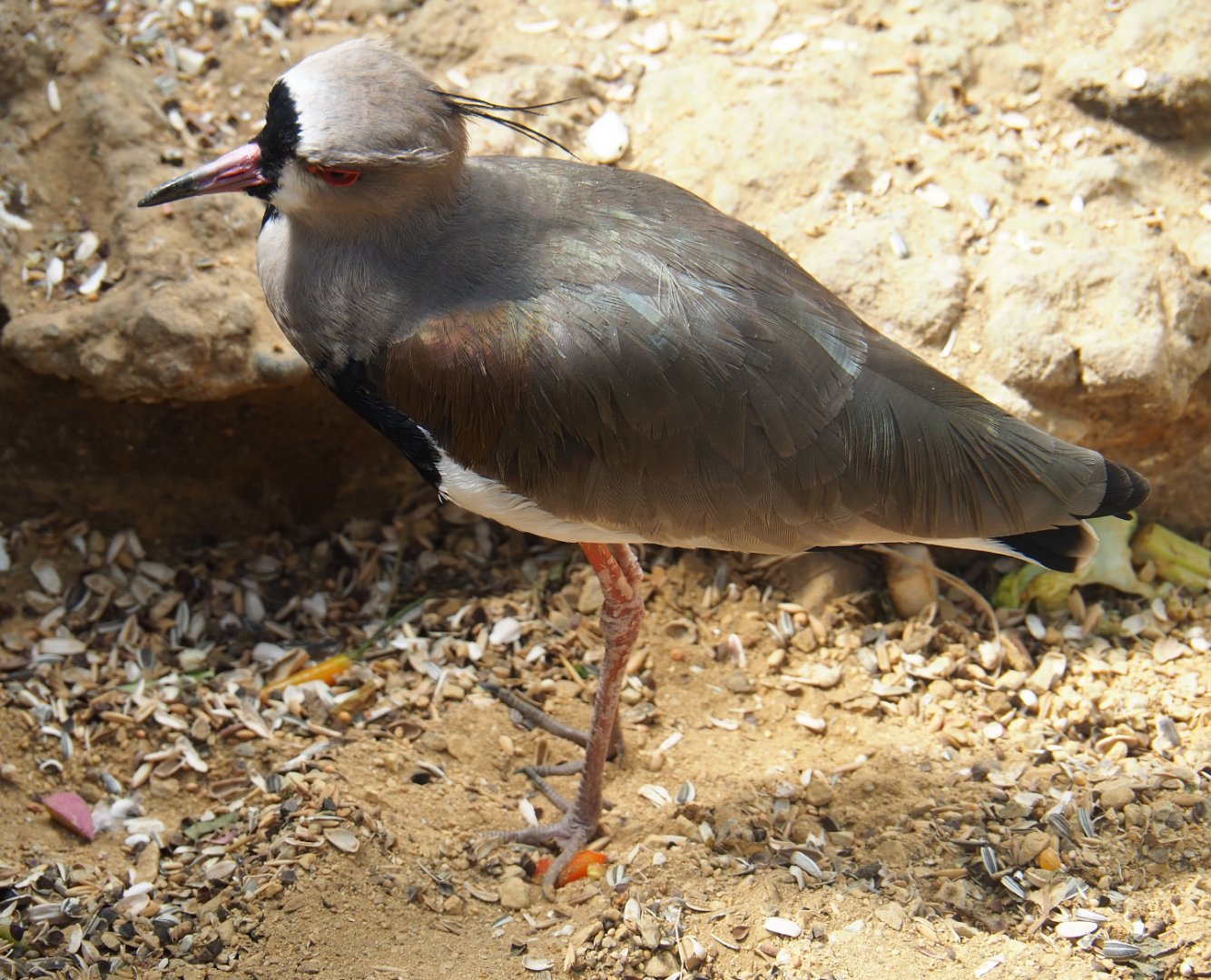 Southern lapwing (Vanellus chilensis), 2019-08-04