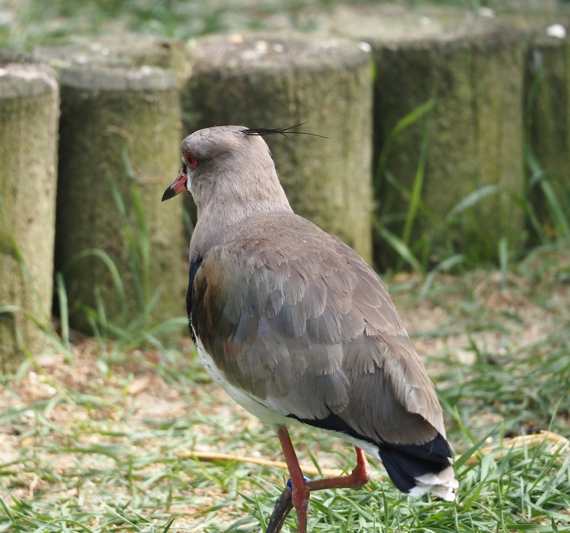 Southern lapwing (Vanellus chilensis), 2024-05-21