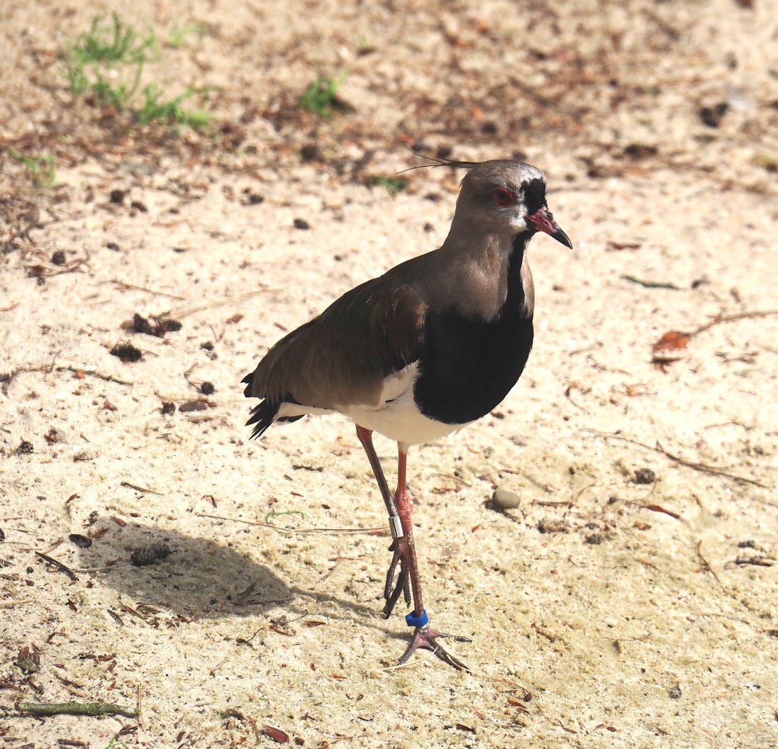 Southern lapwing (Vanellus chilensis), 2024-05-21
