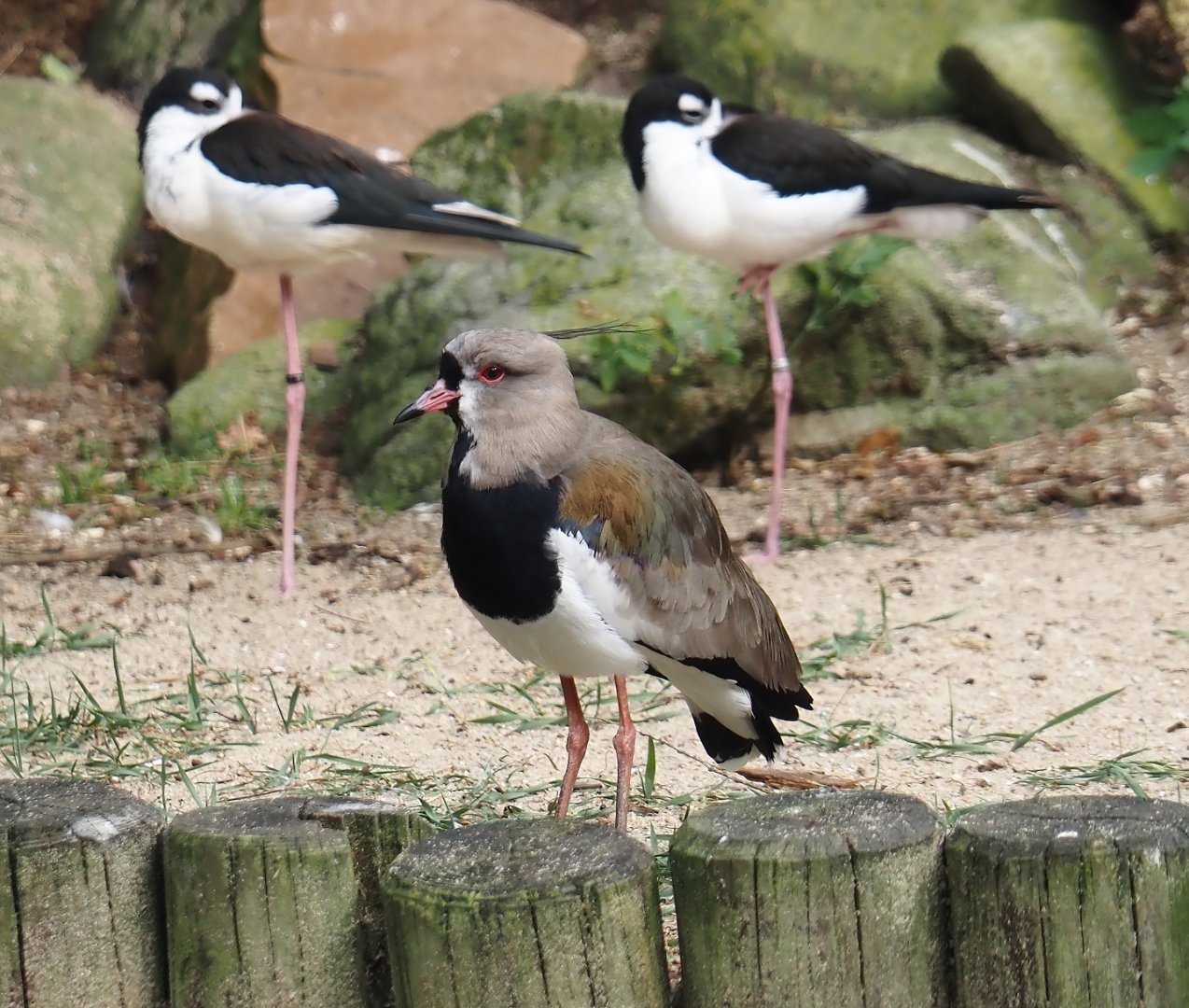 Southern lapwing (Vanellus chilensis), 2024-05-21