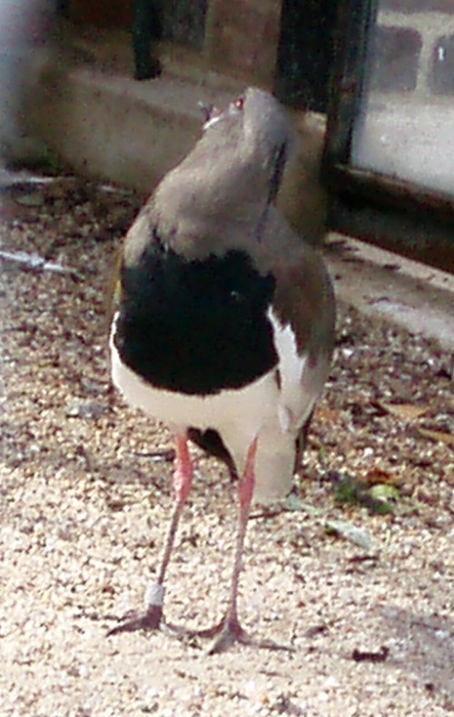 Southern Lapwing (Vanellus chilensis)
