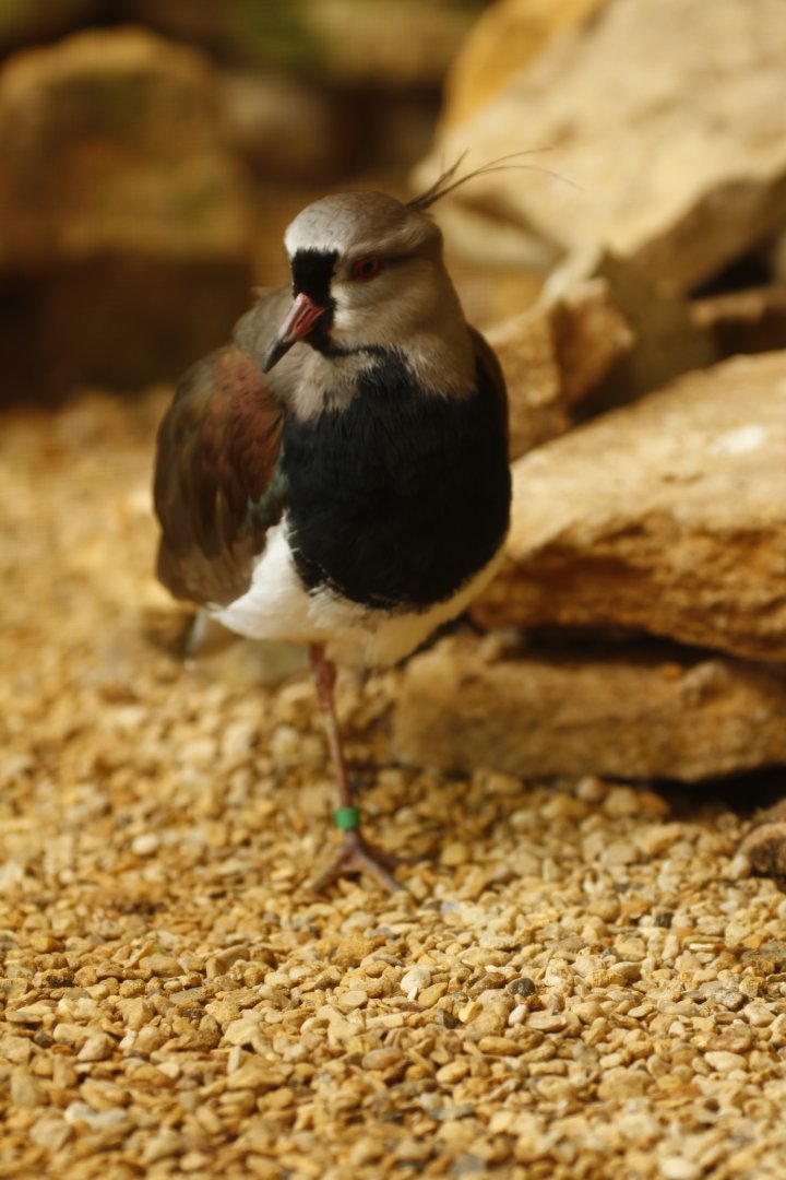 Southern lapwing (Vanellus chilensis)