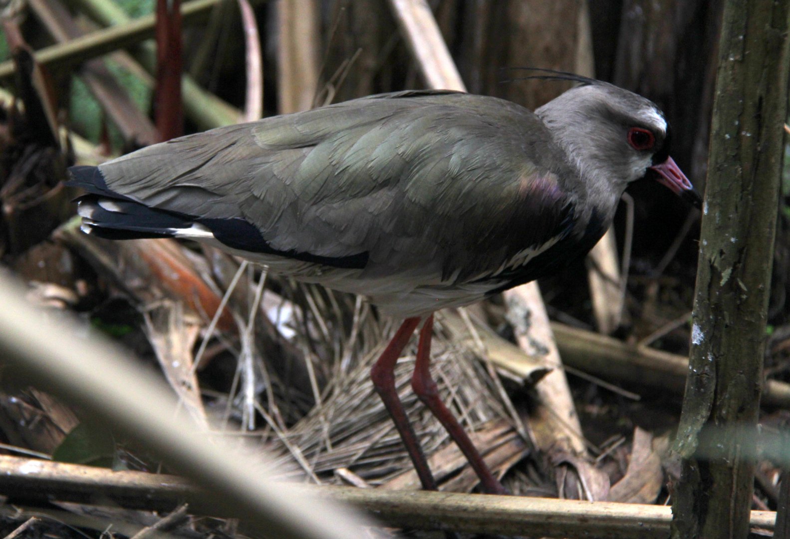 southern lapwing (Vanellus chilensis)