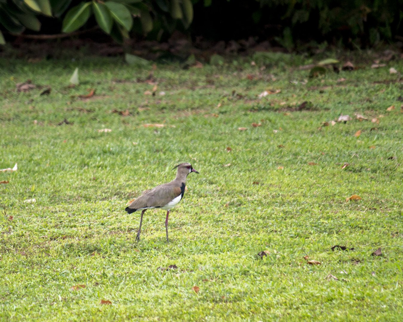 Southern lapwing, Vanellus chilensis