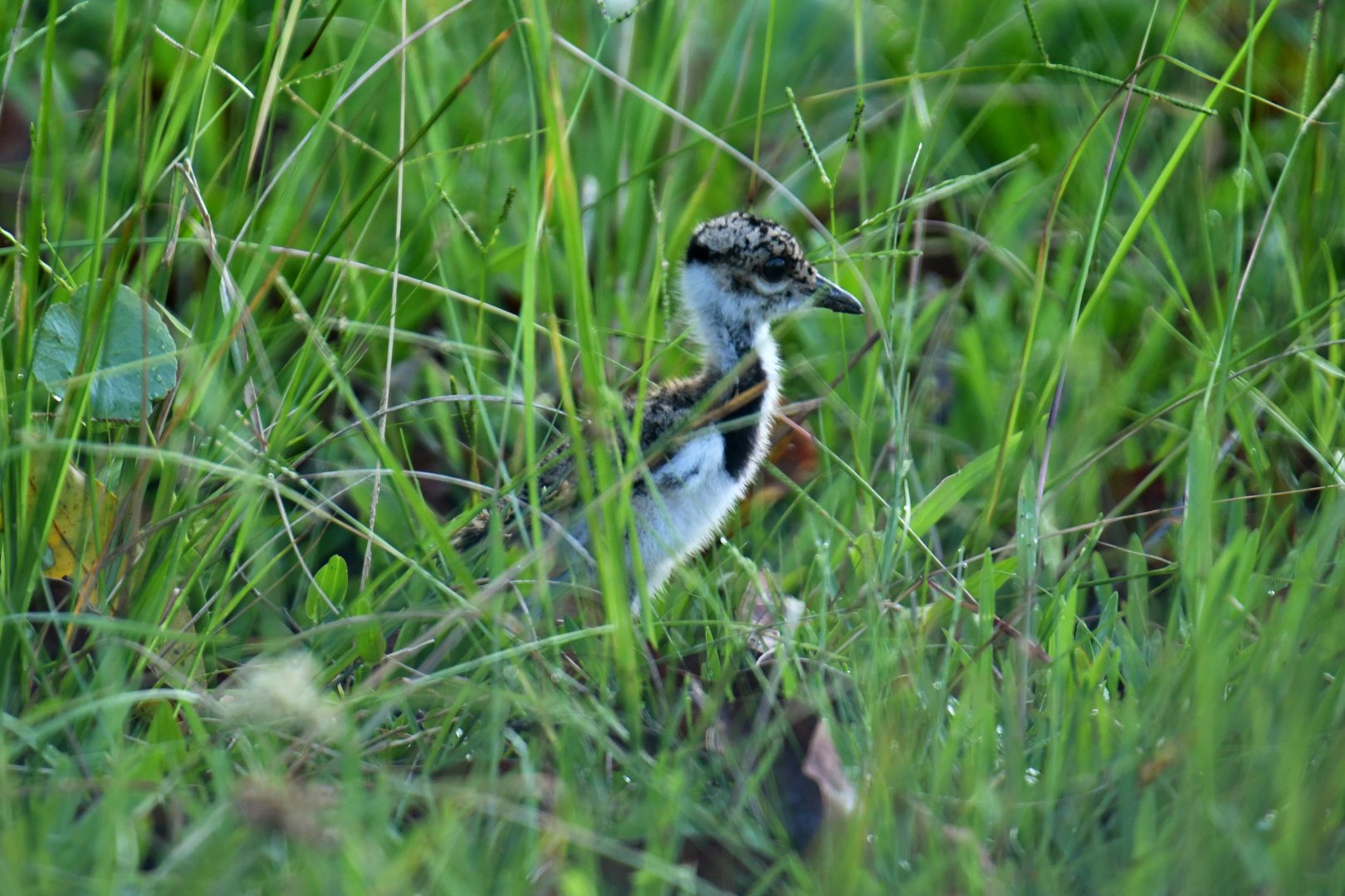 Southern Lapwing (Vanellus chilensis)
