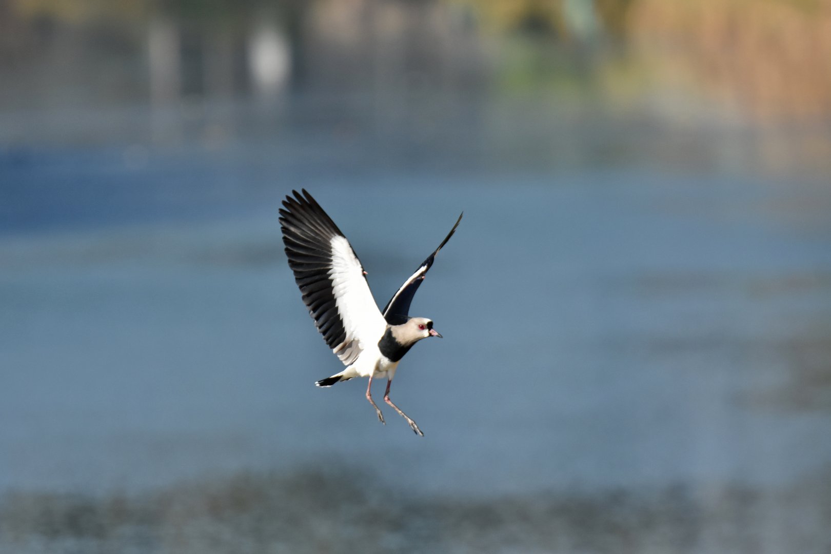 Southern Lapwing (Vanellus chilensis)