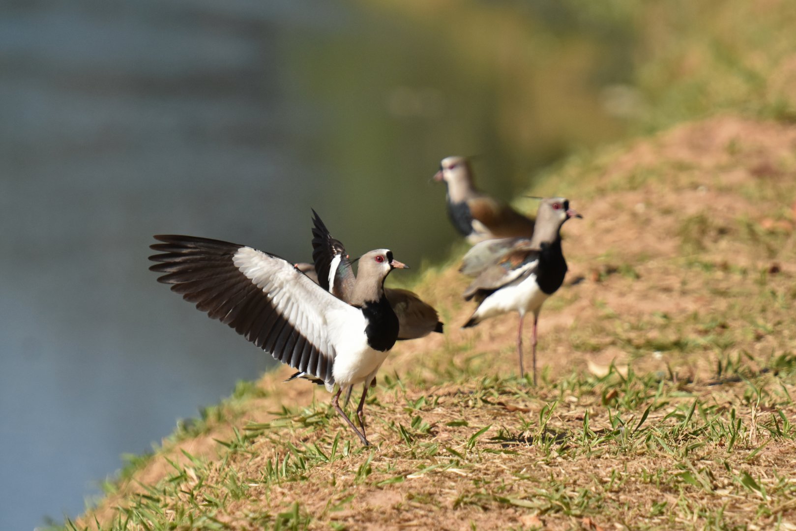 Southern Lapwing (Vanellus chilensis)