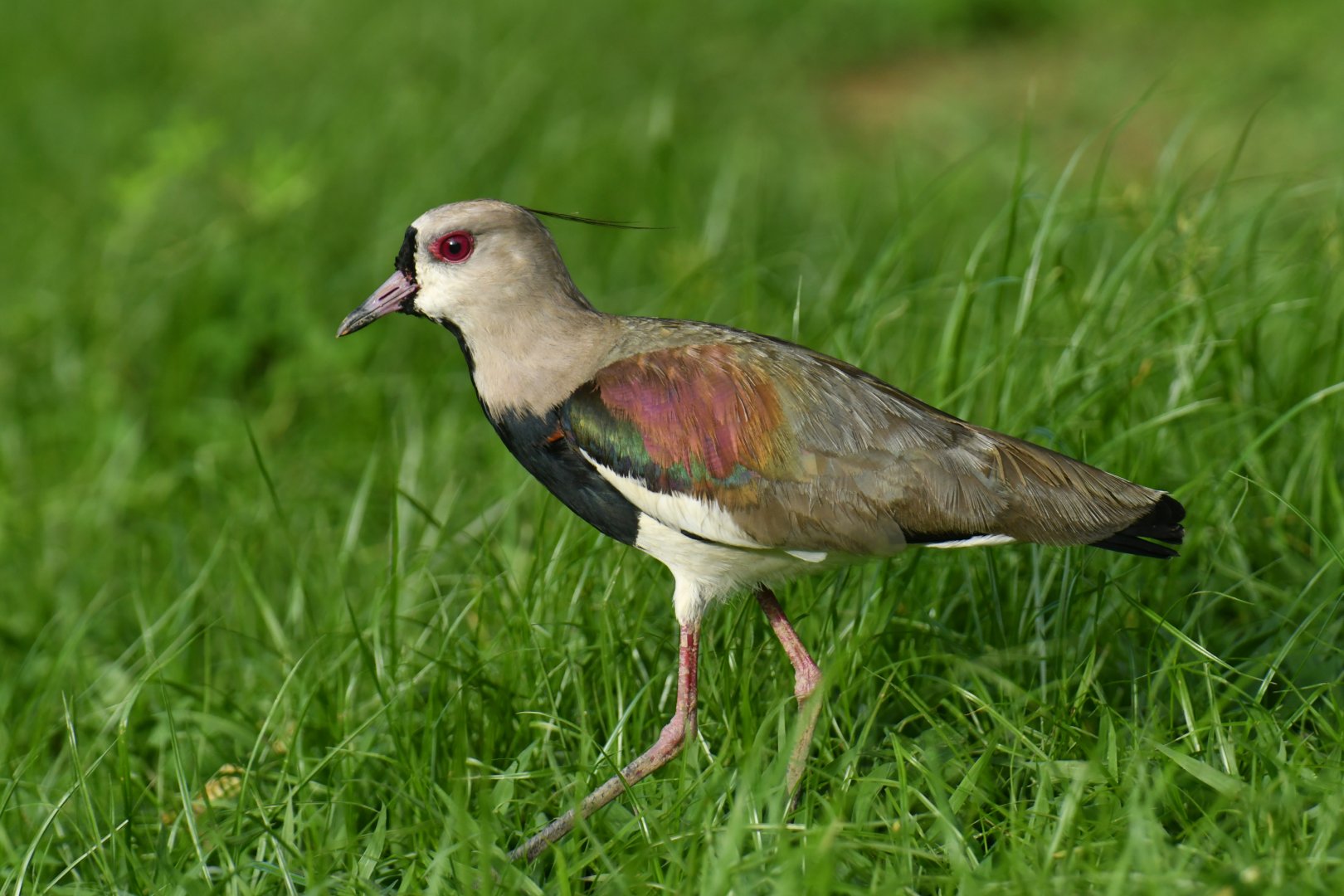Southern Lapwing (Vanellus chilensis)