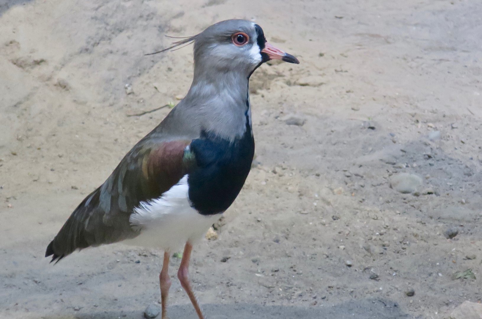 Southern Lapwing (Vanellus chilensis)