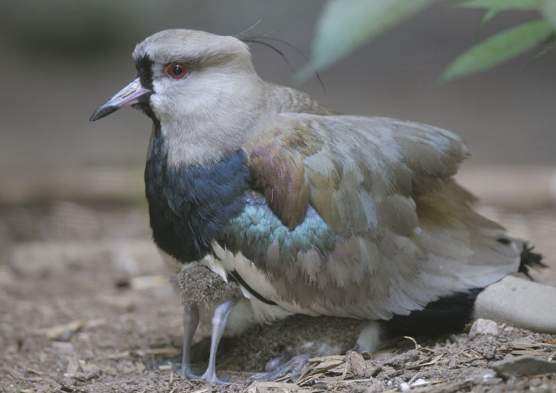 Southern lapwing with 4 legs