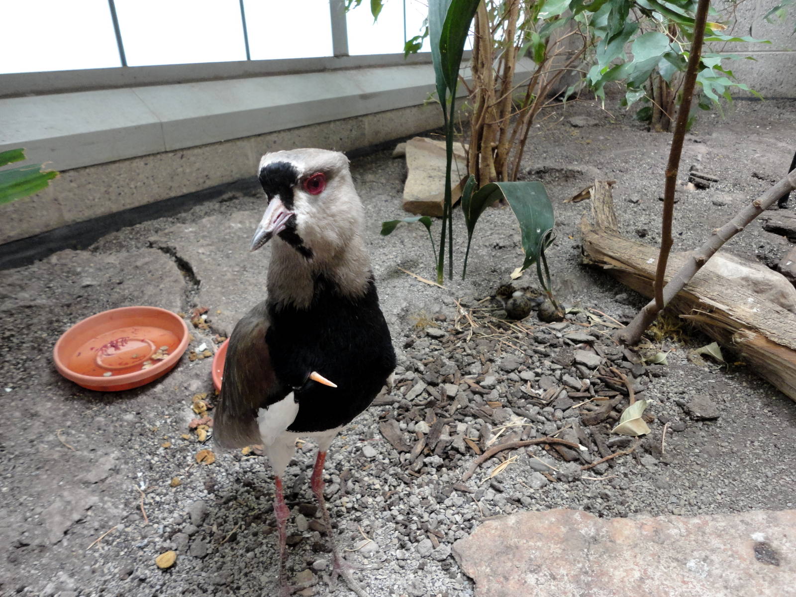 Southern Lapwing with Nest