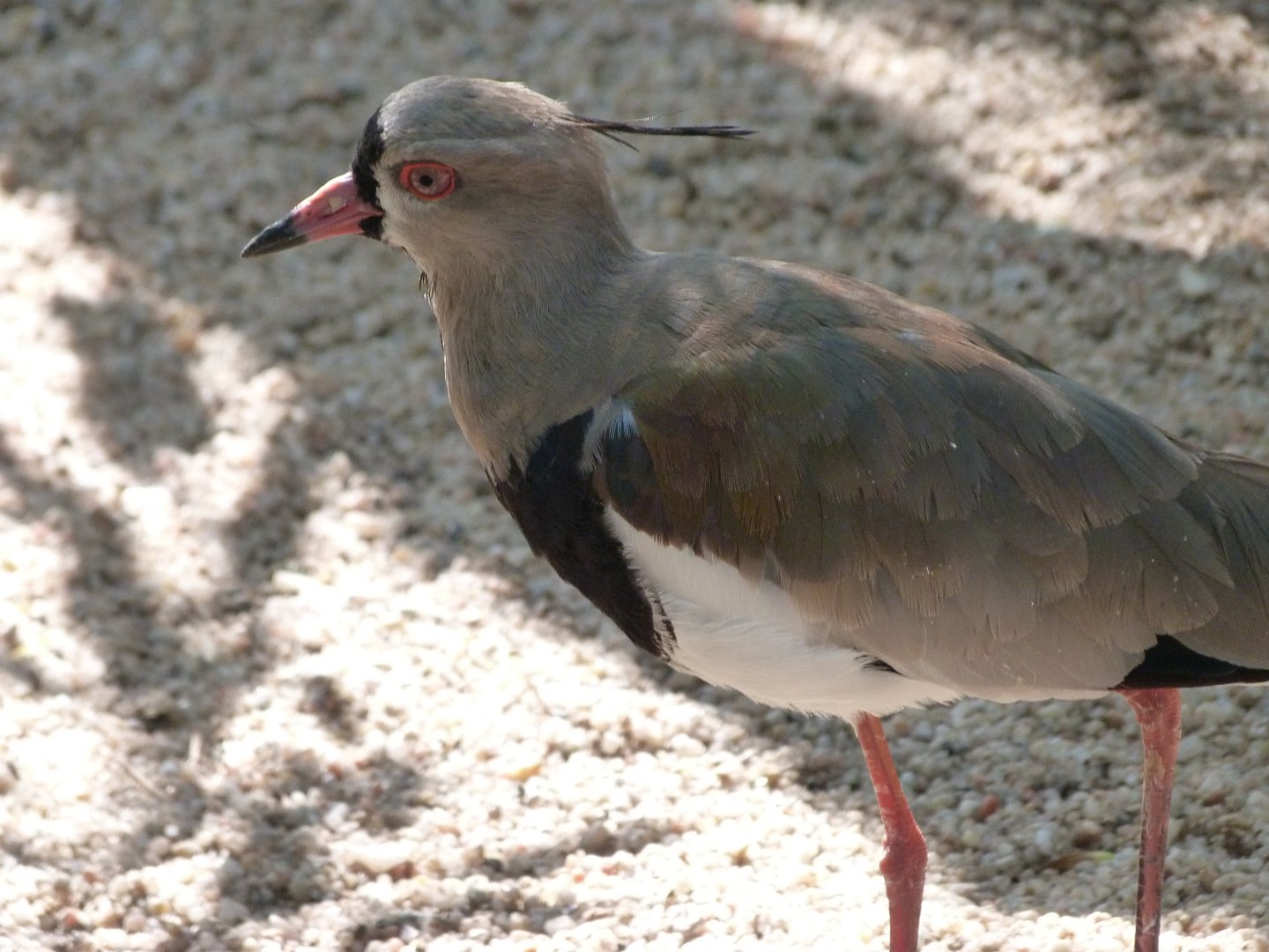 Southern lapwing -Zoo Praha (2025)