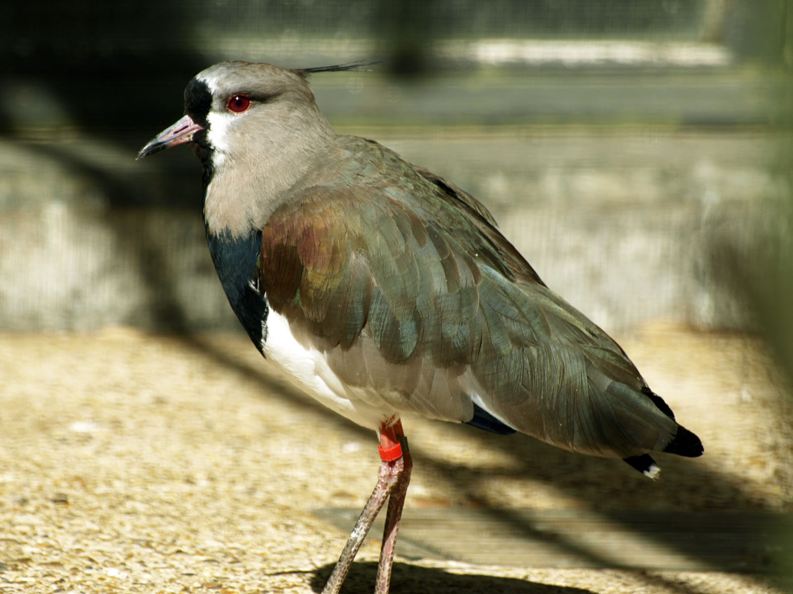 Southern lapwing