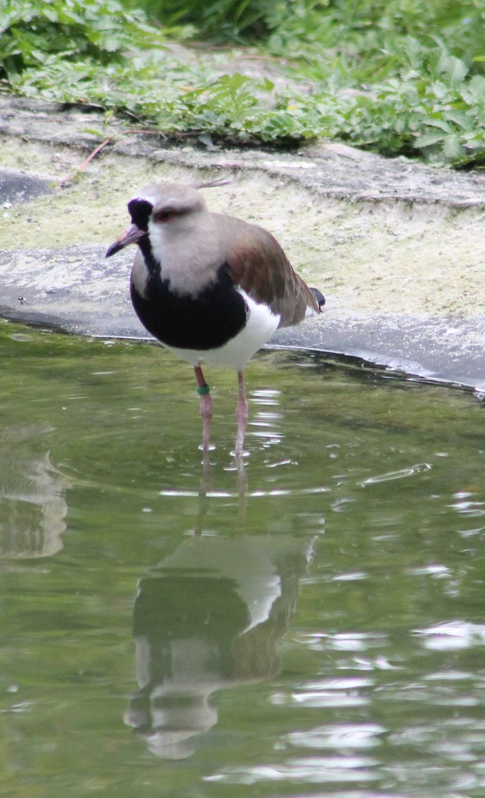 Southern lapwing