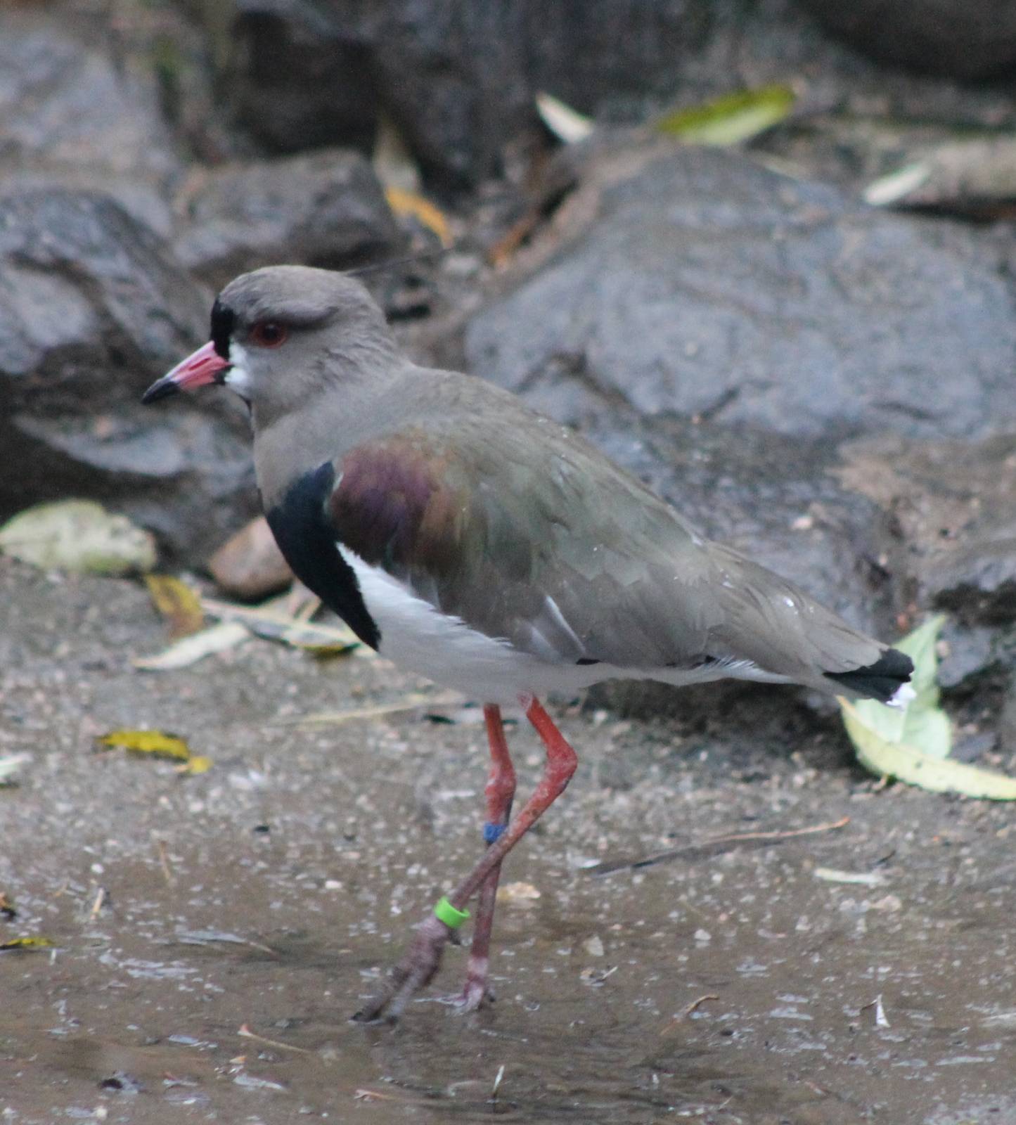 Southern lapwing