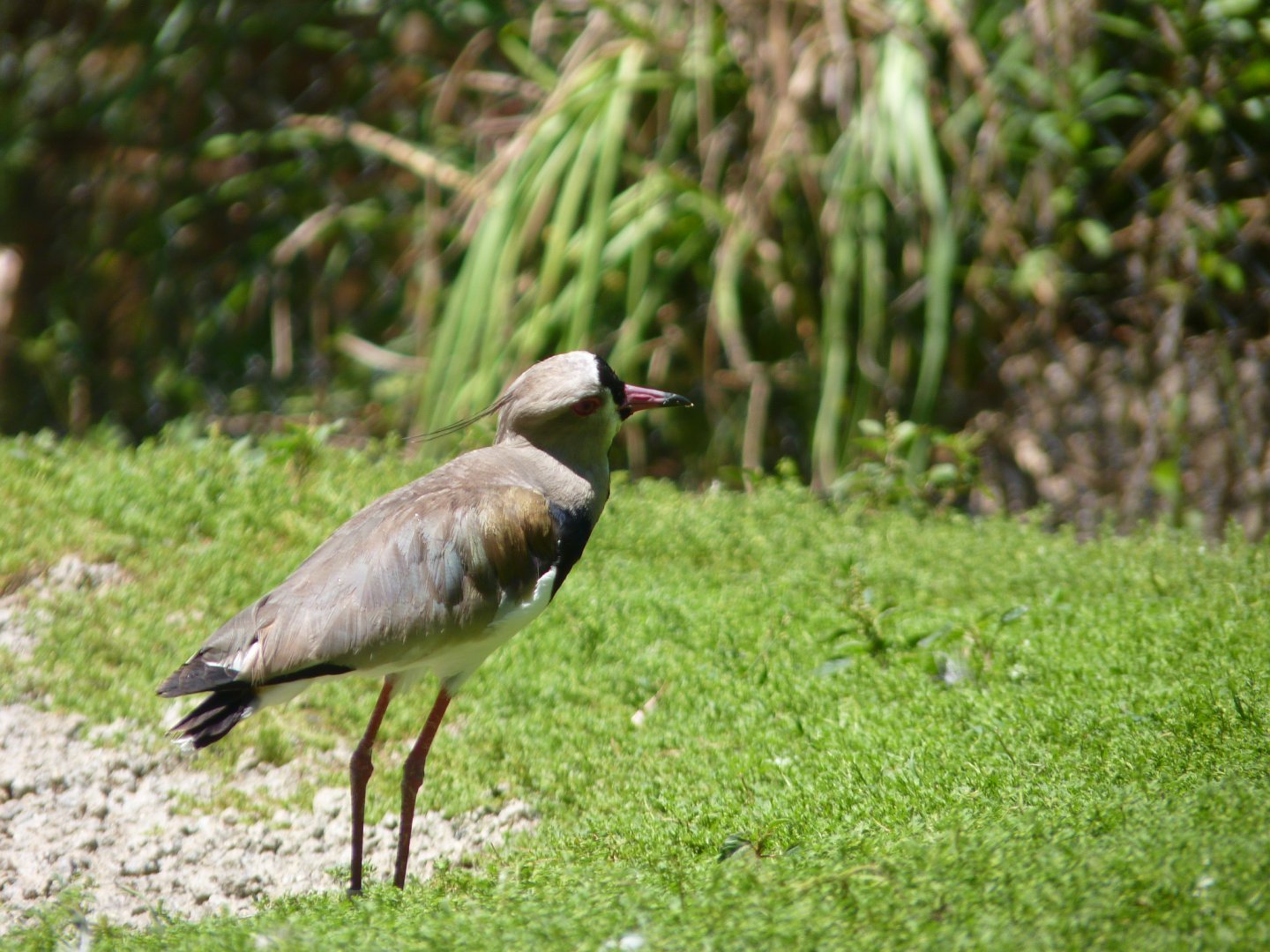 Southern lapwing