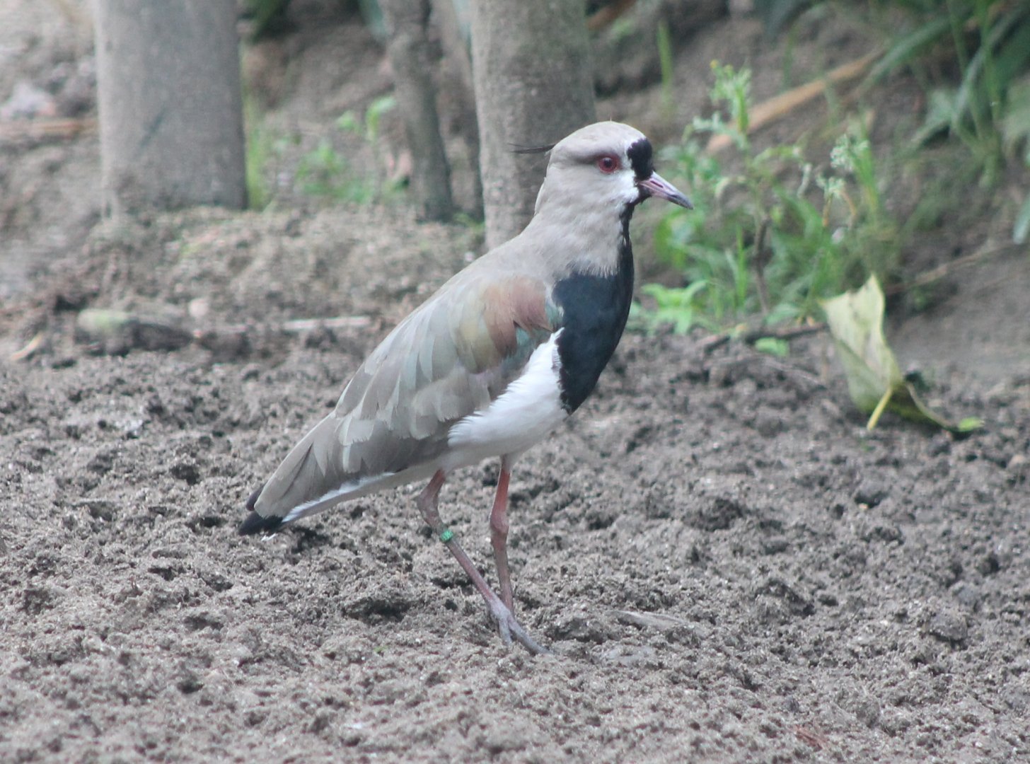 Southern lapwing