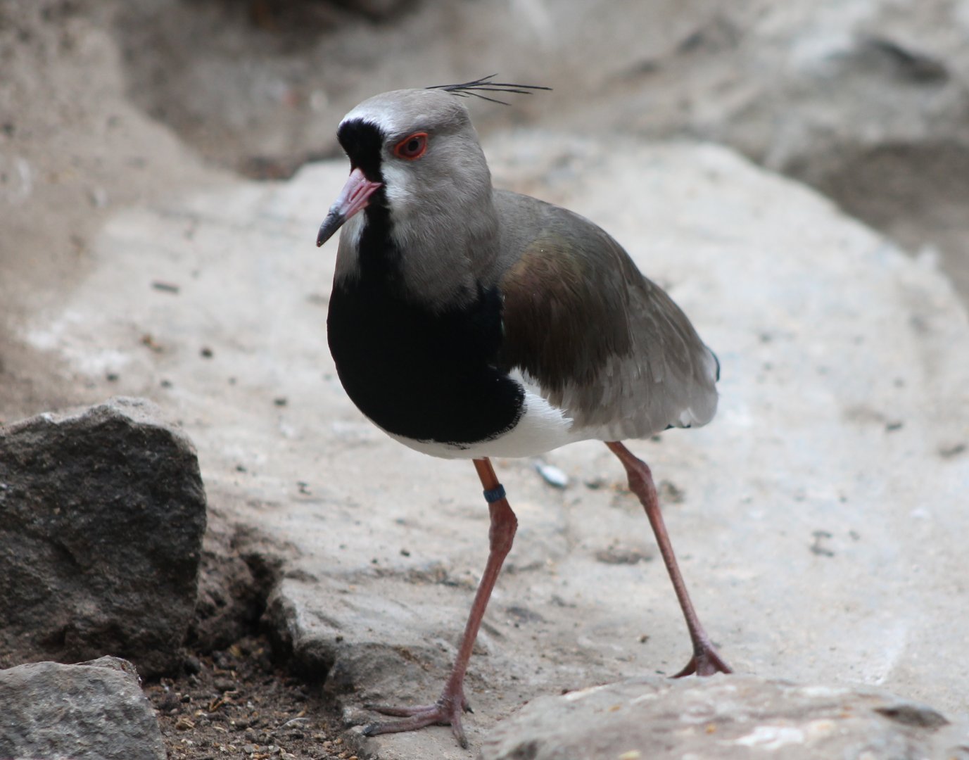 Southern lapwing