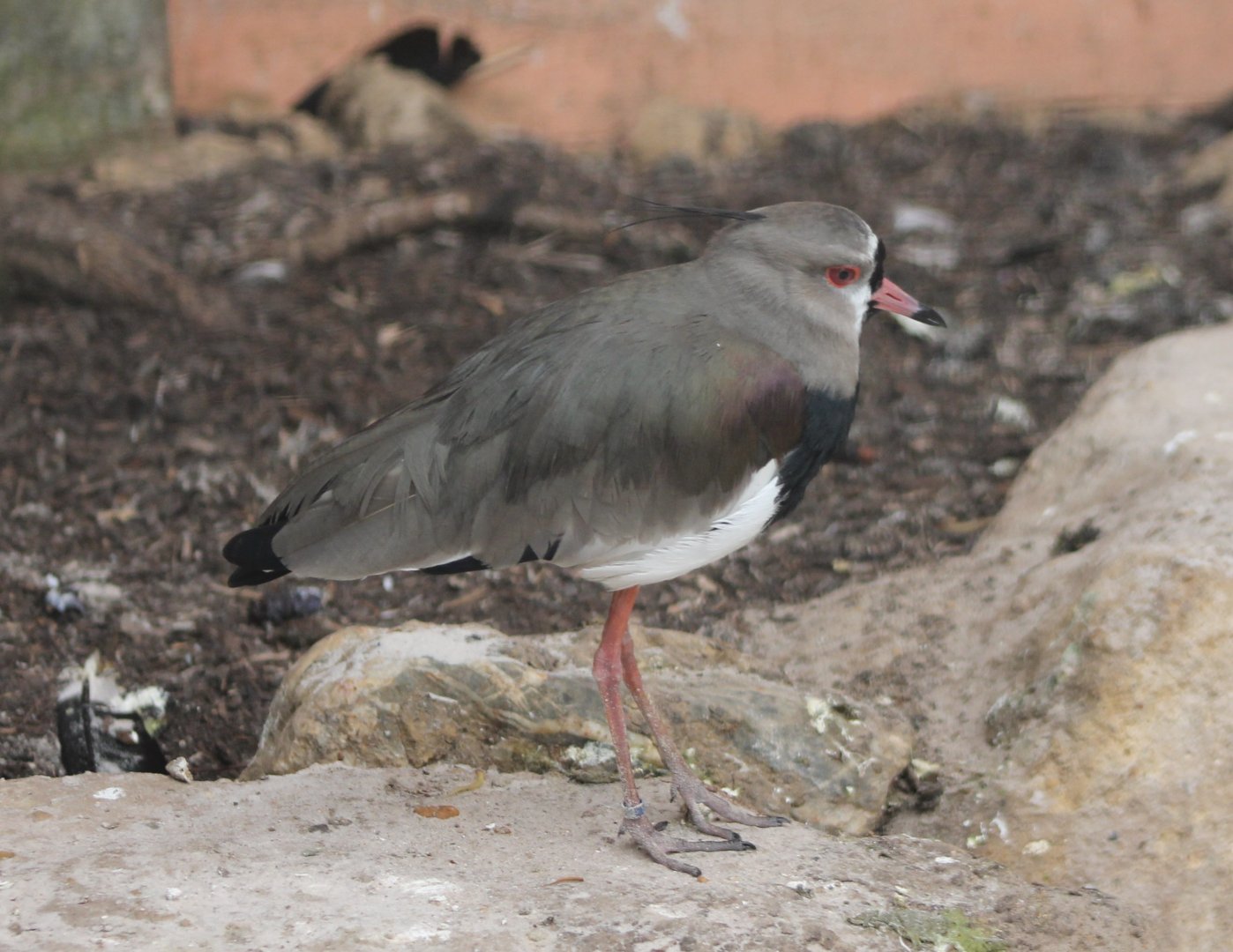 Southern lapwing