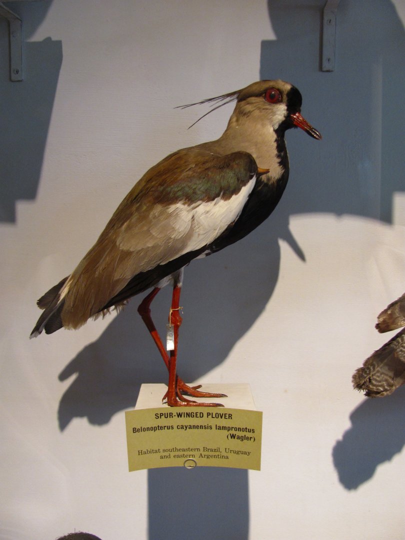 Southern Lapwing