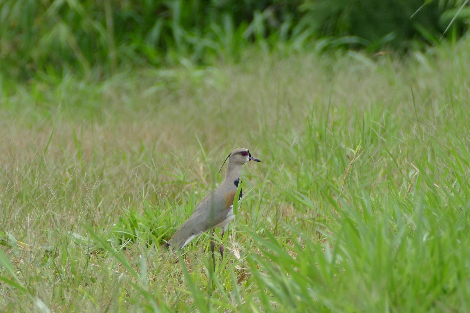Southern Lapwing