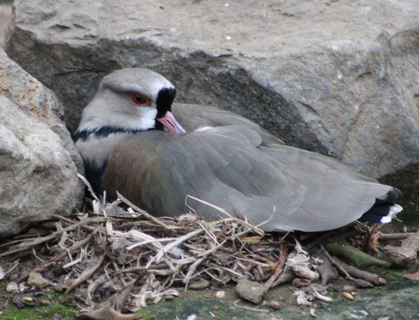 Southern lapwing
