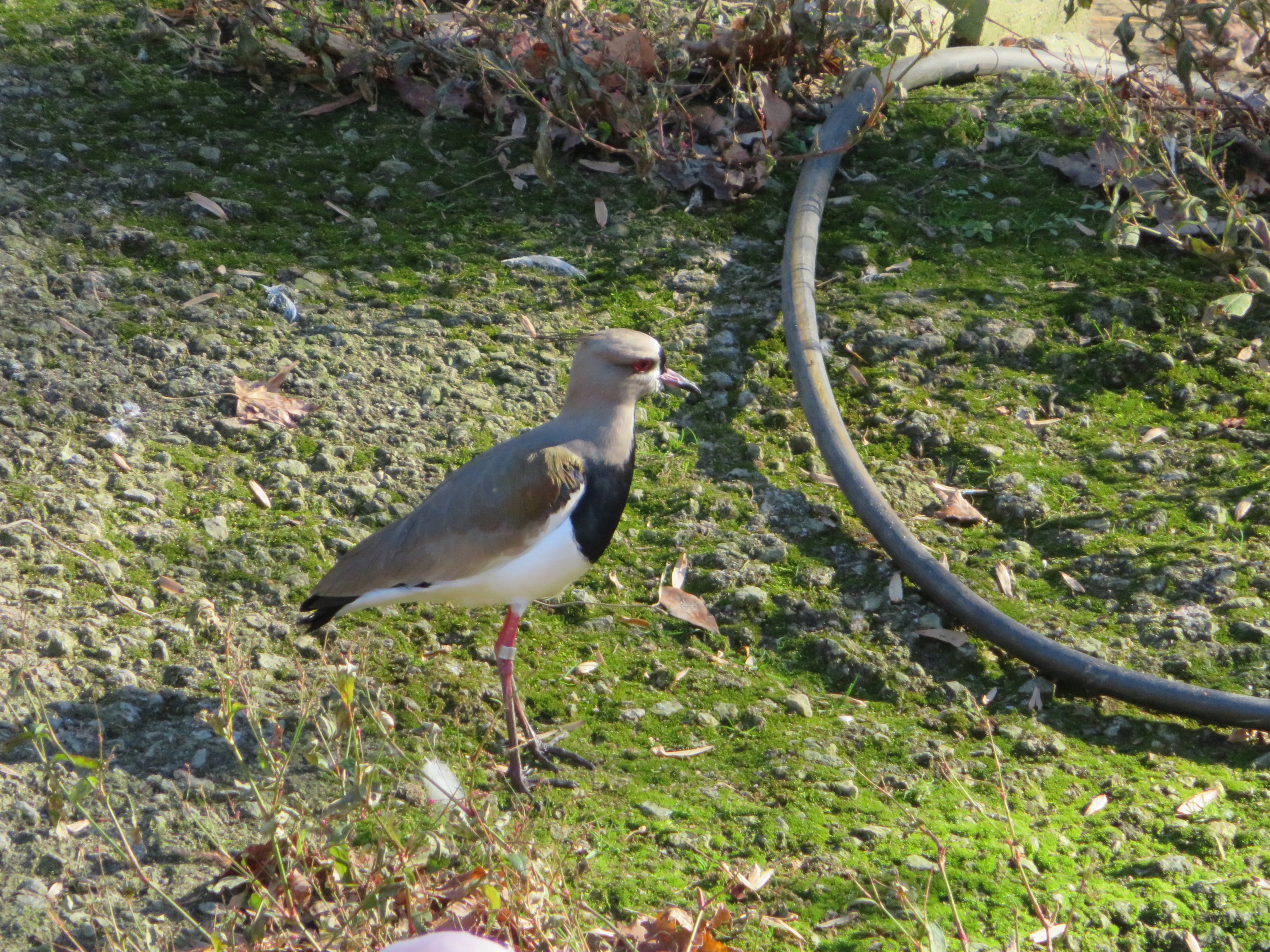Southern Lapwing