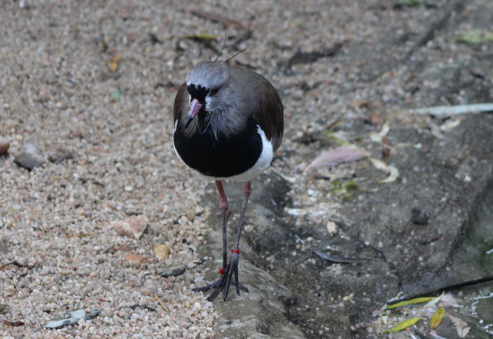 Southern lapwing