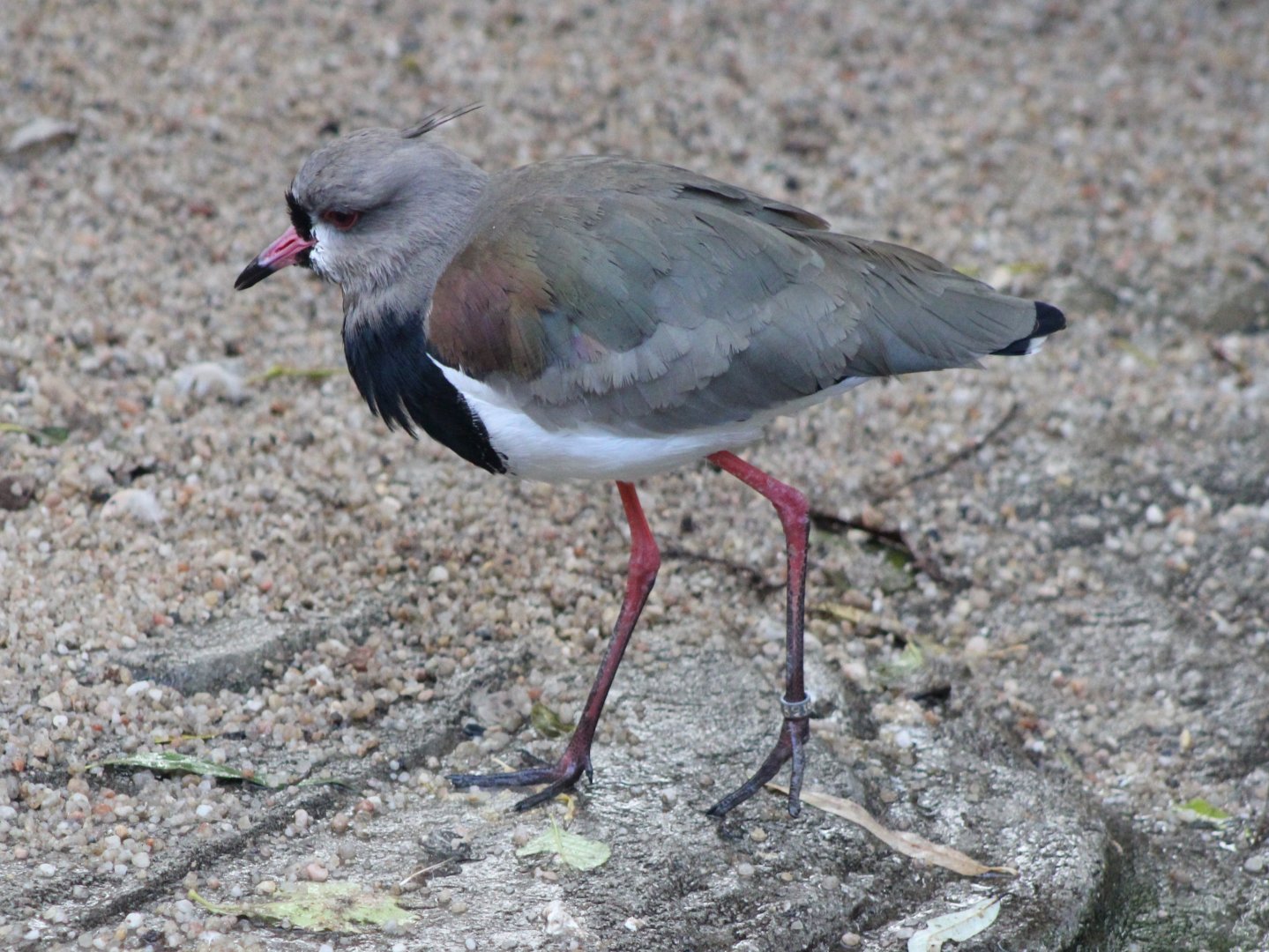 Southern lapwing