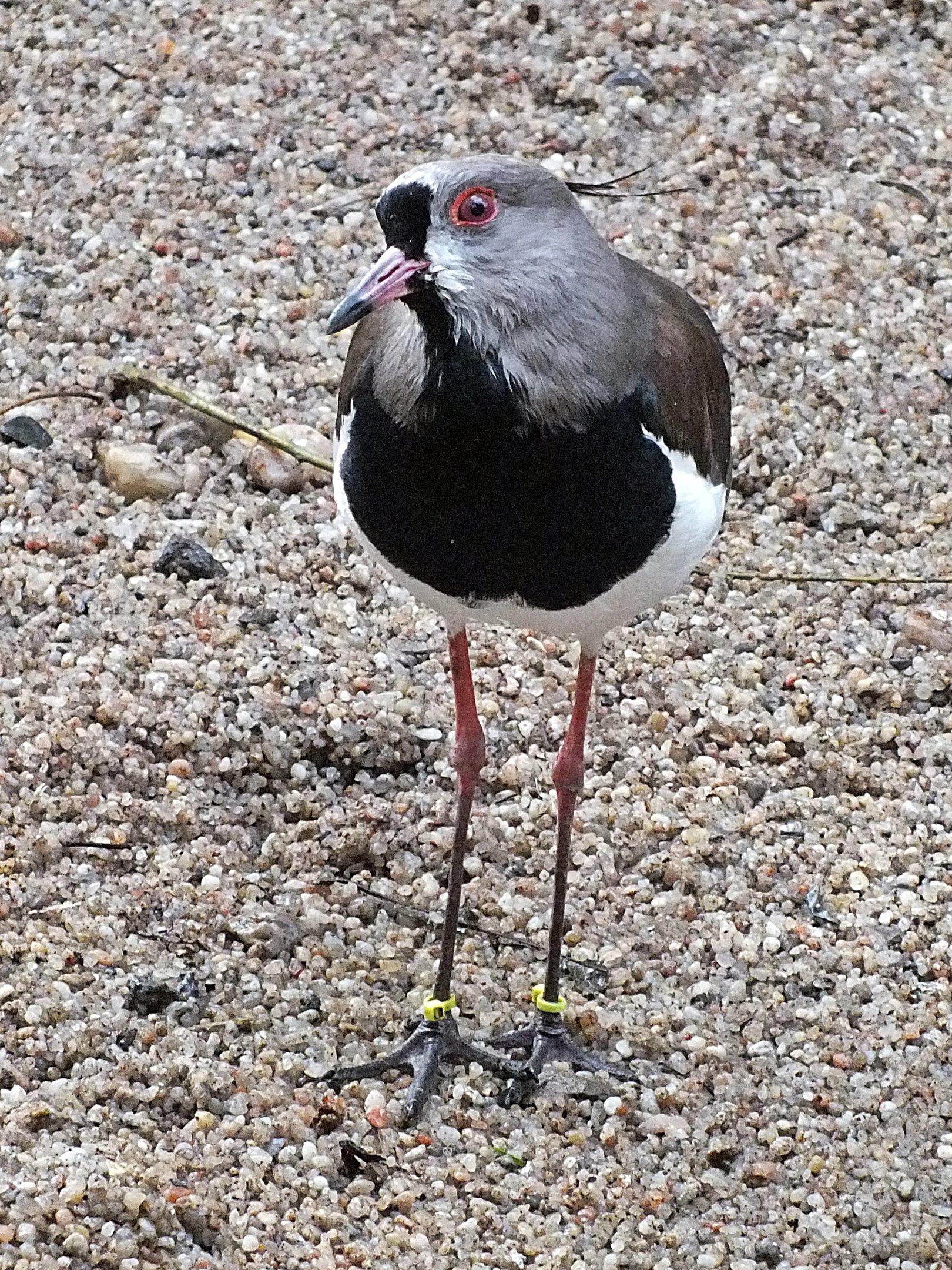 Southern lapwing