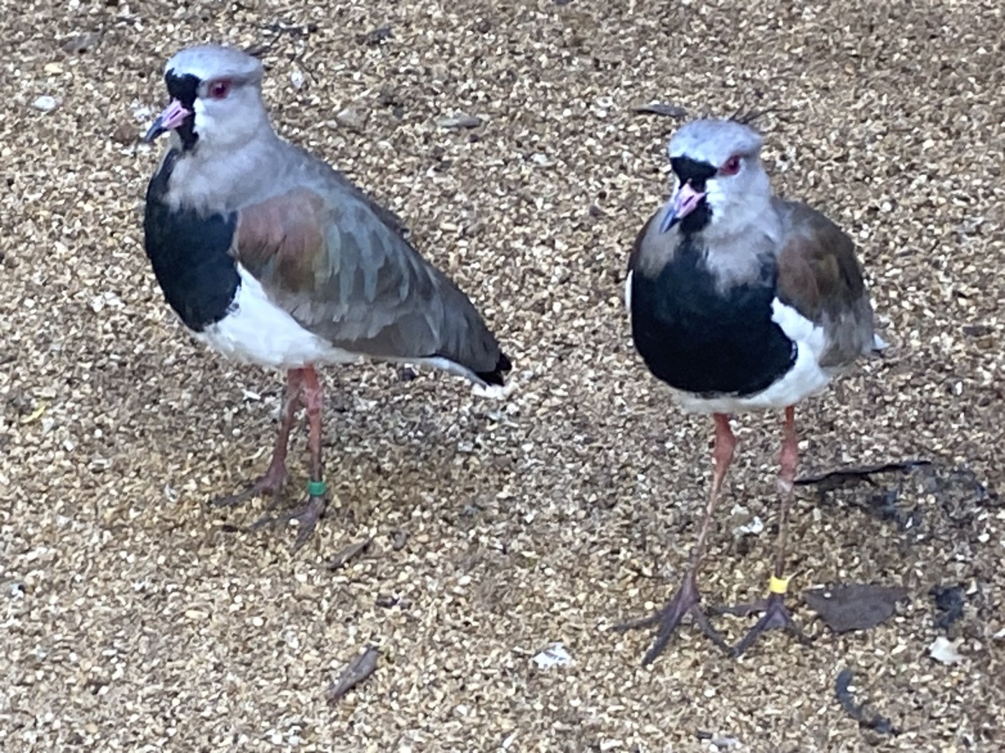 Southern lapwings 241023