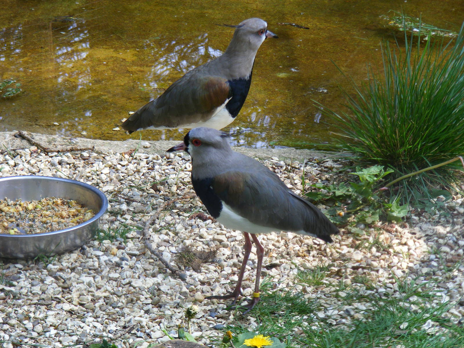 Southern lapwings at Birdland, 22 April 2011