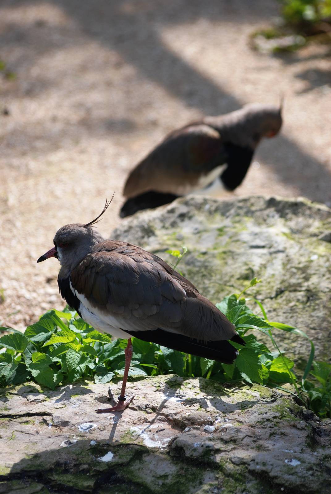 Southern Lapwings at Cotswold WP, 12/05/12