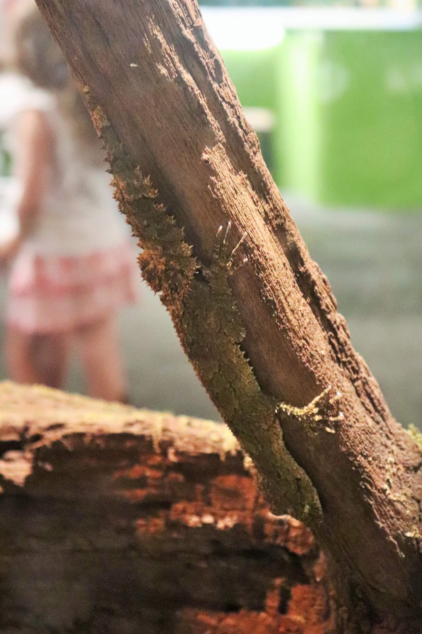 Southern Leaf-tailed Gecko (Saltuarius swaini)
