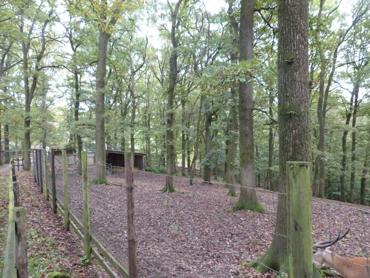 Southern leche - Parc animalier de Bouillon
