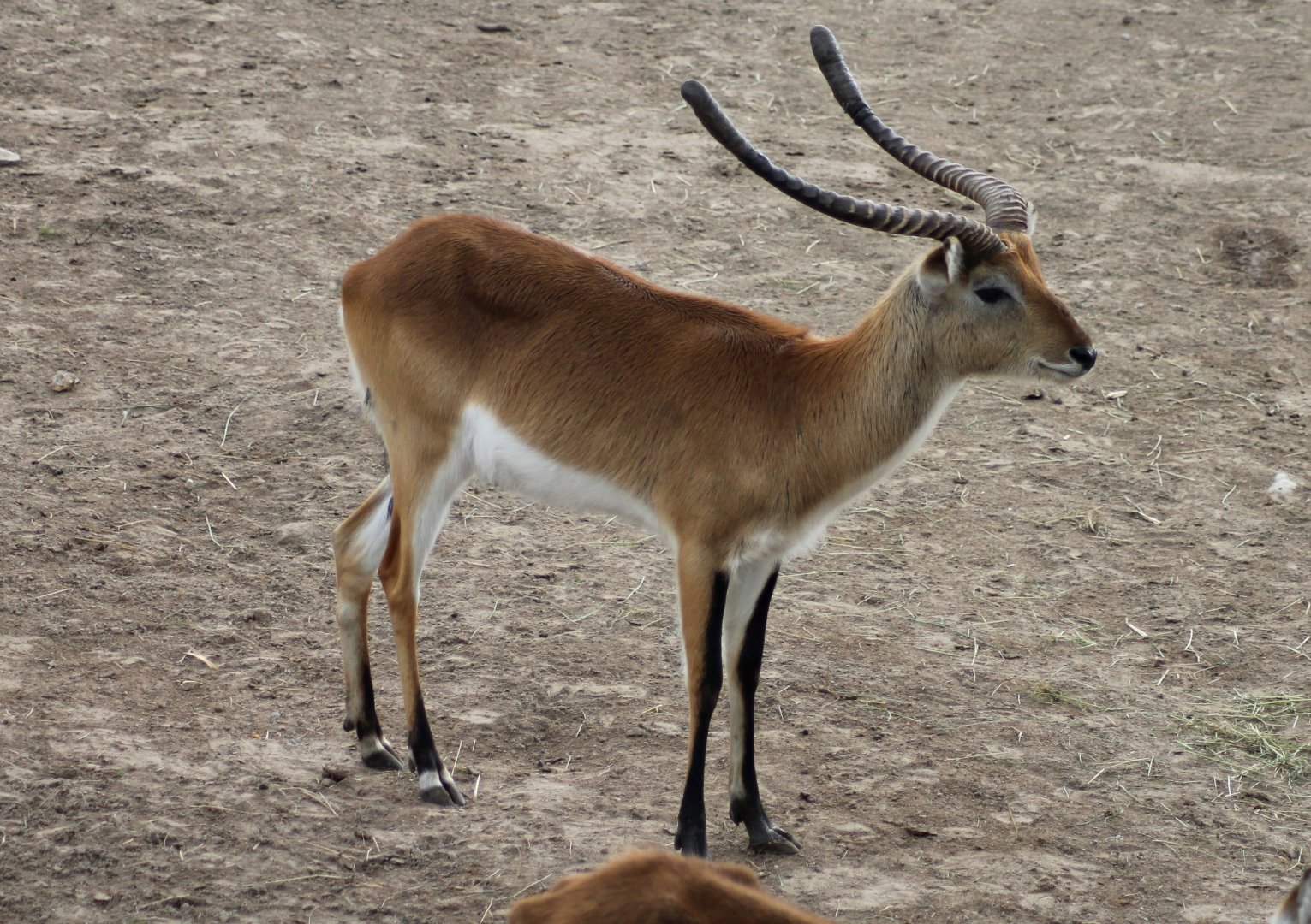 Southern lechwe (2015)