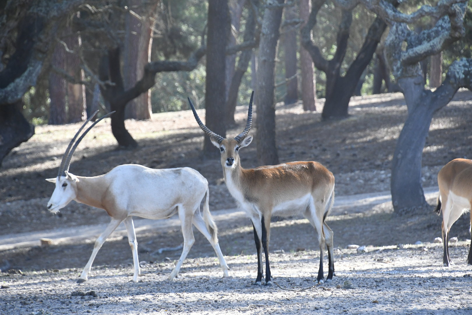 Southern Lechwe and Scimitar-horned Oryx (drive-through section)