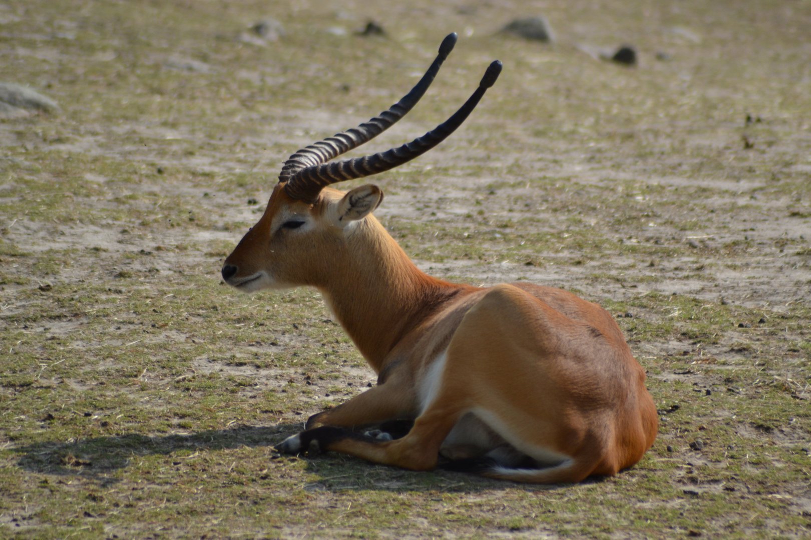 Southern lechwe at Kolmården