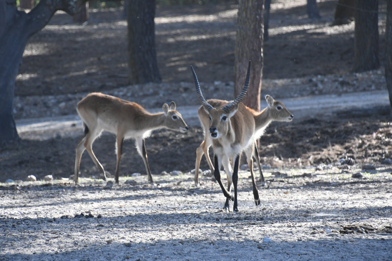 Southern Lechwe (drive-through section)
