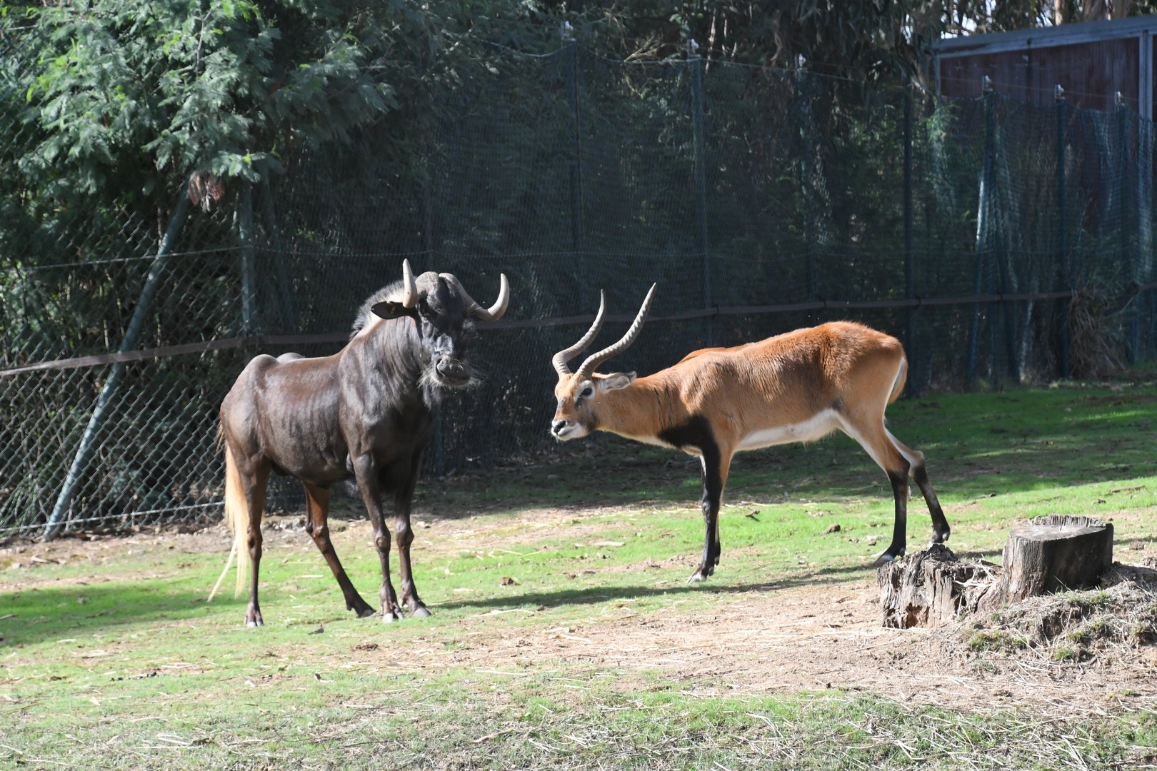 Southern Lechwe vs Black Wildebeest
