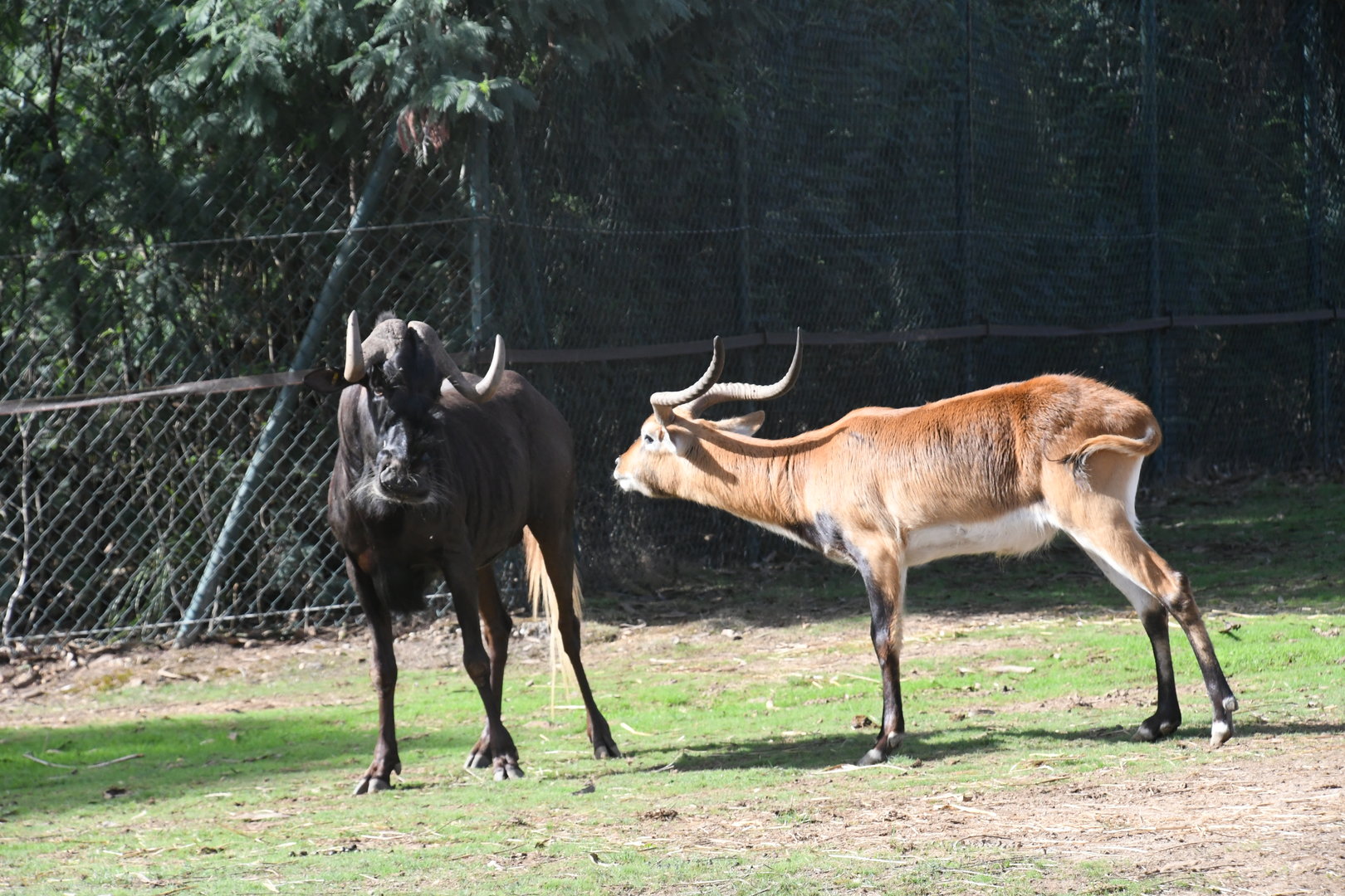 Southern Lechwe vs Black Wildebeest