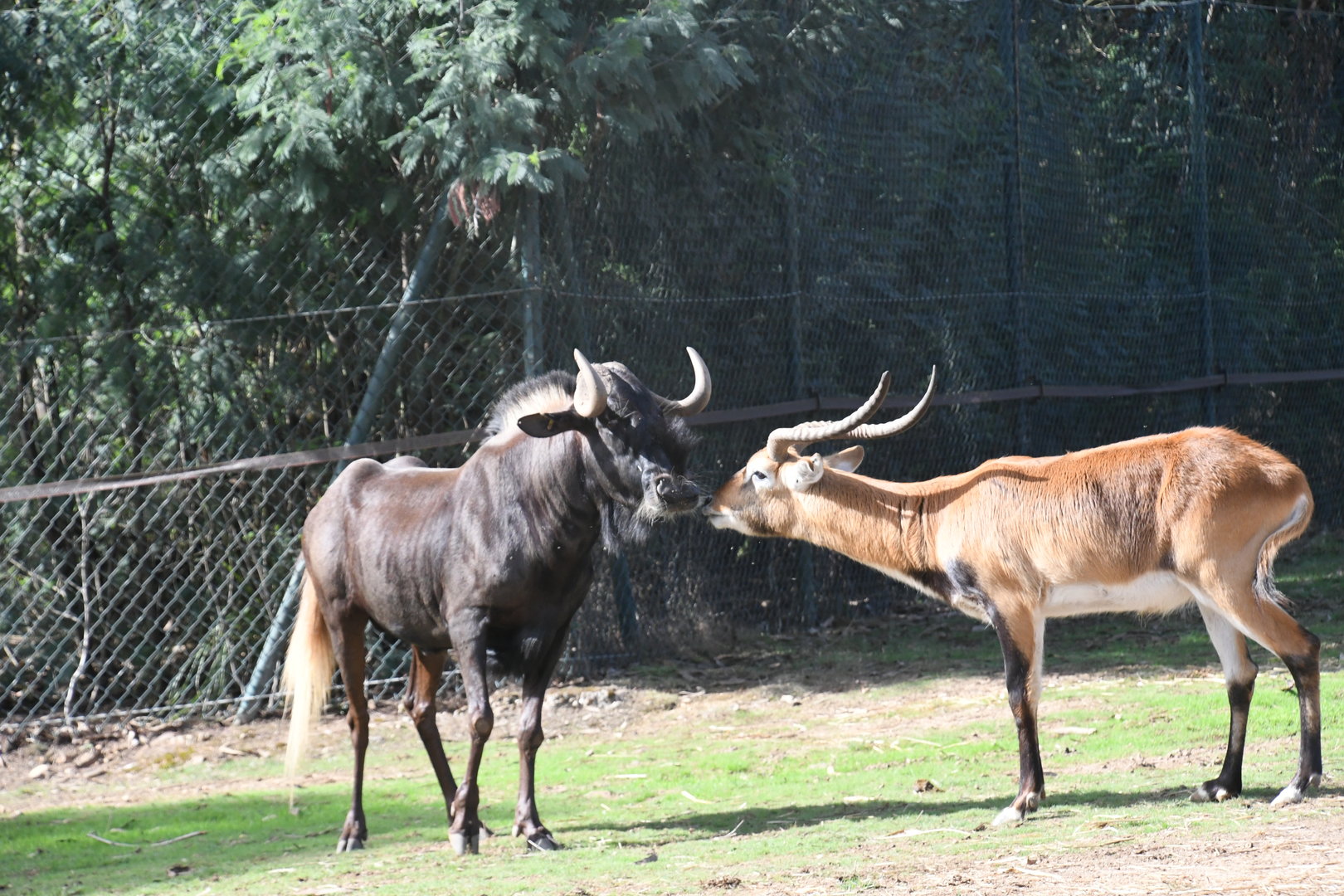 Southern Lechwe vs Black Wildebeest