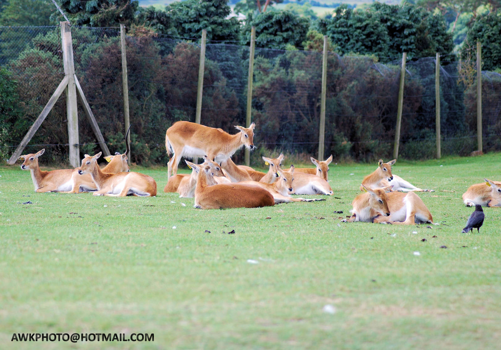 SOUTHERN LECHWE