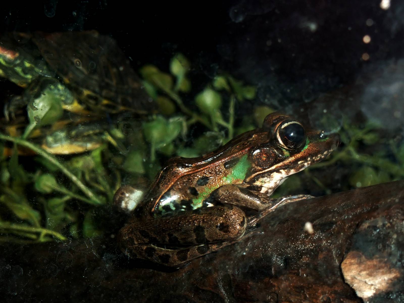 Southern Leopard Frog at St. Augustine, 11/10/13