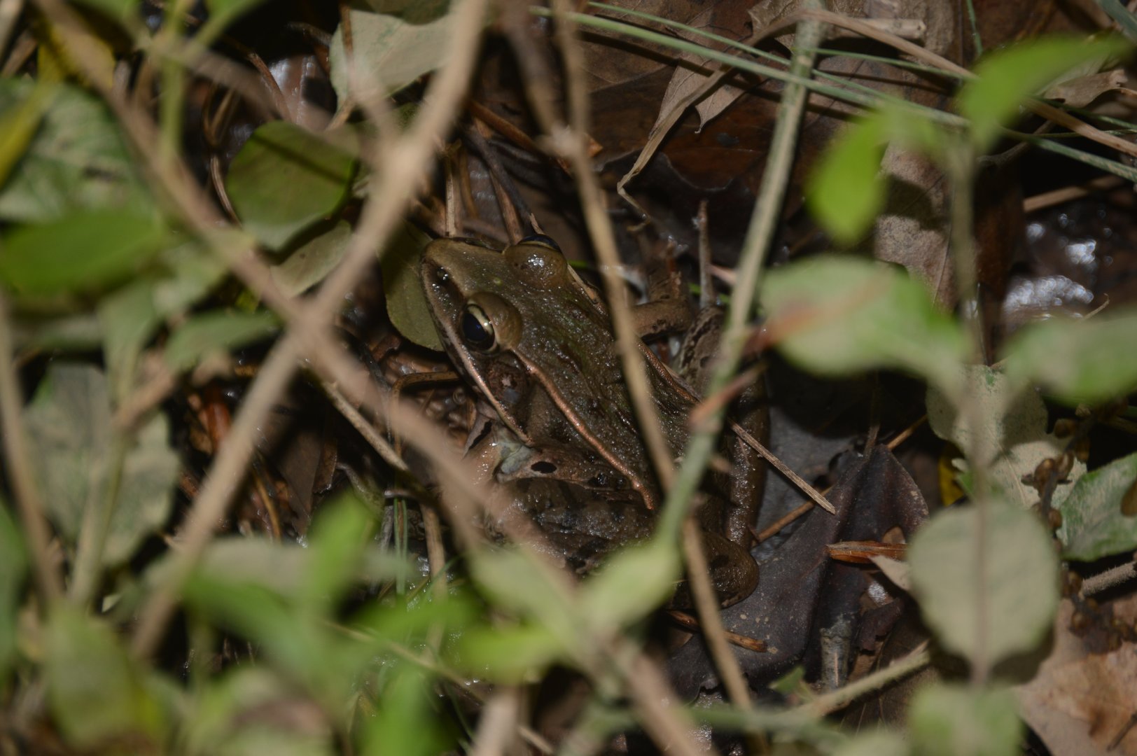 Southern Leopard Frog (Lithobates sphenocephalus)
